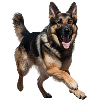 german shepherd png