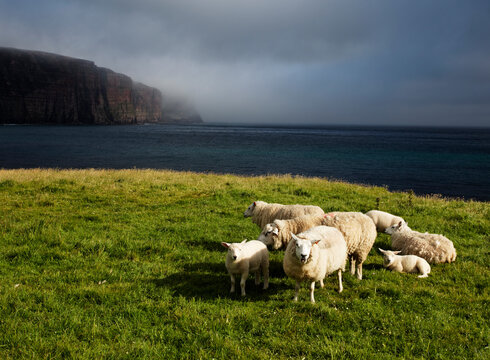 Sheep at Rackwick Bay, Hoy, Orkney Islands, Scotland