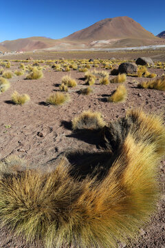 El Tatio Geyser Field, Atacama Desert Plateau, Chile