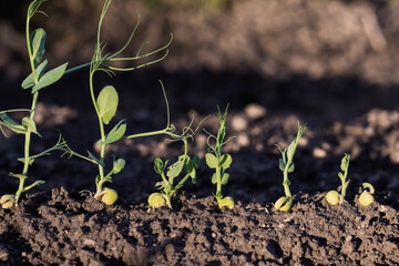 Green pea growing in farmer‘s field, sprout of plant in soil at  sunset, growing green pea seedling, macro view