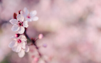 Fototapeta na wymiar Spring season pink background with cherry blossoms on a branch and blurred background with copy space