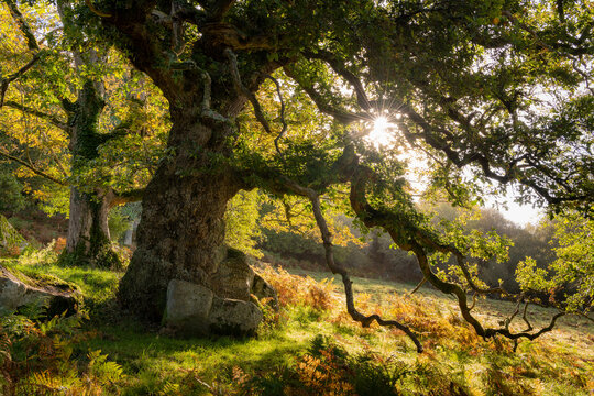 Sun rising through the branches of an ancient oak tree, in autumn, Dartmoor, Devon