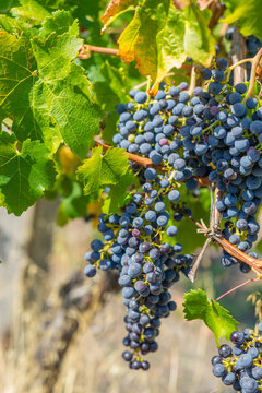 ripe cabernet grapes on the vine just before vintage