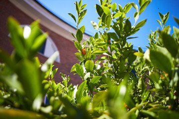 Obraz premium Citrus orange fruits on the branches in bright sunlight in the summer garden. Tangerine tree close-up.