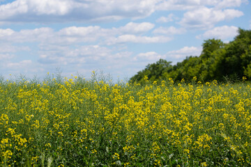 Obraz premium A field of flowering mustard against a sky with clouds