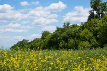 A field of flowering mustard on a summer sunny day