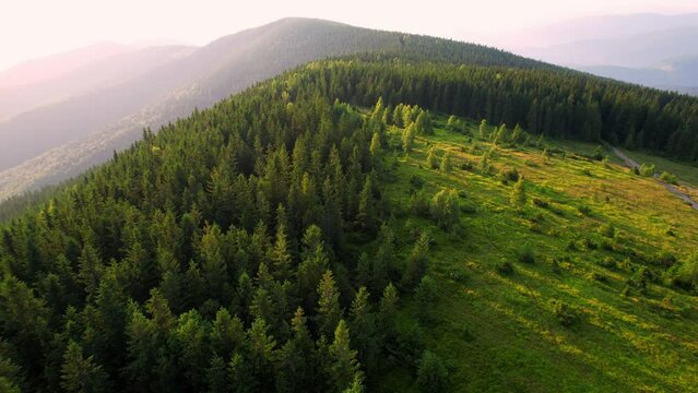 Drone video of mountain hills and slopes with green grass, coniferous trees and pathway. Beautiful landscape of alpine forest, grassy hills, deforested meadows and mountain road on sunny day.