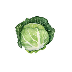 Fototapeta premium cabbage isolated on white background