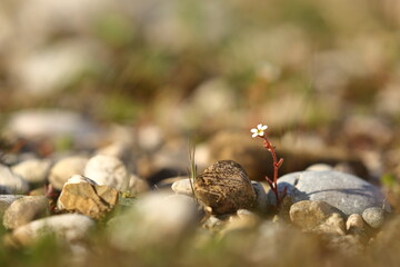 Small white flower growing between rocky pebbles 