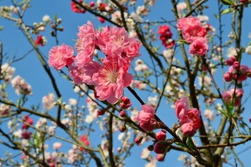青空に映えるハナモモ（花桃）源平桃