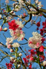 青空に映えるハナモモ（花桃）源平桃