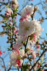 青空に映えるハナモモ（花桃）源平桃