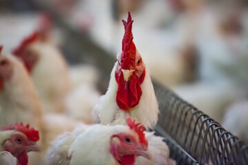 White rooster looks straight in camera © Alexey Rezvykh