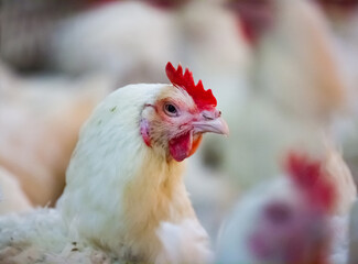 White hen looks in camera. Closeup photo, blurred background