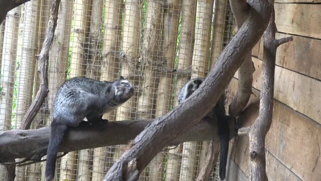 Asian palm civet (Paradoxurus hermaphroditus)