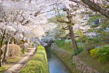 Cherry Blossoms along the Philosopher's Path