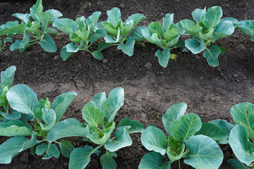Rows of young cabbage. Young cabbage growing in gardening