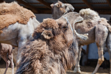 Screaming camel on farm in Kazakhstan