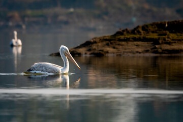 0dalmatian pelican or pelecanus crispus fine art portrait with reflection in water during winter migration at keoladeo national park or bharatpur bird sanctuary rajasthan india asia