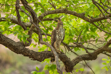 changeable or crested hawk eagle or nisaetus cirrhatus closeup perched on tree in natural green background at bandhavgarh national park tiger reserve madhya pradesh india