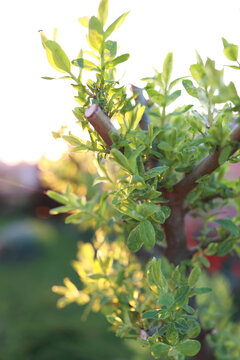whole-leaved willow hakuro-nishiki. young willow leaves in spring at sunset