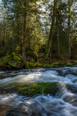 Naklejka premium River in the forest