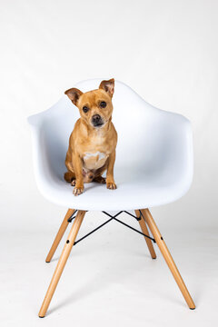 A mixed breed small chihuahua small dog sitting ojn a modern white chair and looking forward on a white backhround with copy space