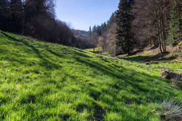 Fototapeta na wymiar Footpath in the woods along a beautiful green meadow on a spring morning
