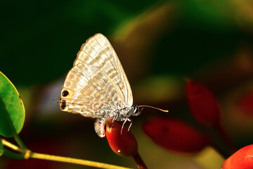 ウラナミシジミ/アメリカデイゴ (2)
