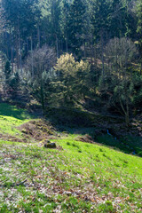 A green meadow and the forest in the background