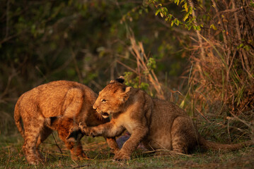 Lion cubs playing in the morning hours at Masai Mara, Kenya