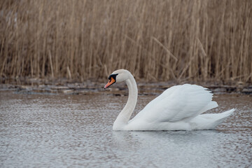 swan on lake water in overcast day, swans on pond, nature series