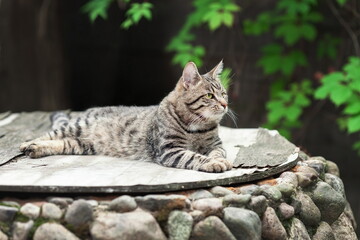 Fototapeta na wymiar Young domestic tabby cat relax at farm yard
