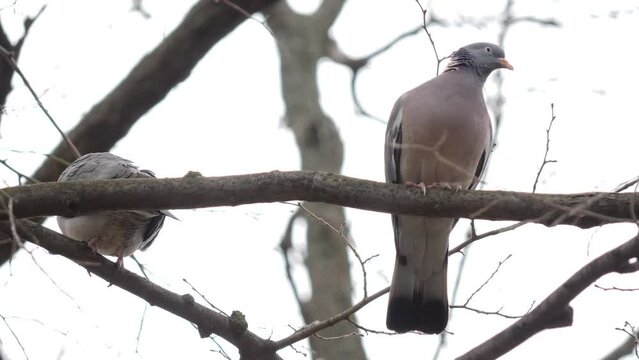 A pair of wild wood pigeons on a tree branch. Bulgaria, Europe. Hunting object.
