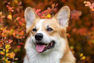 Close up portrait of happy smiling welsh corgi pembroke breed dog at autumn