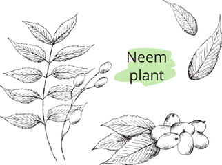 Hand drawn digital image of neem sprig. 
Eps horizontal vintage pattern.  
Line sketch silhouette of plant on 
transparent  background.