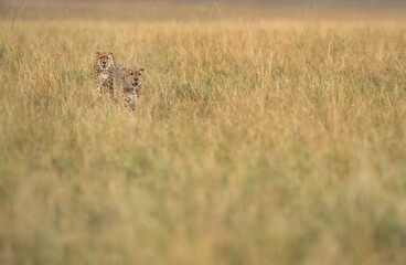 Selective focus on the back Cheetah walking in the mid of tall grasses, Masai Mara