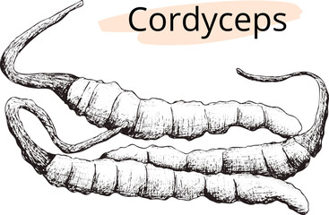 Hand drawn vector image of cordyceps. 
 Eps horizontal Vintage sketch for pharmacy label, poster. Line silhouette on transparent background.