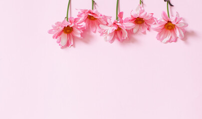 pink chrysanthemums on pink background background