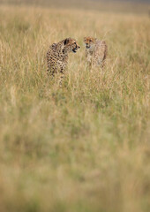 Cheetah walking in the mid of tall grasses, Masai Mara