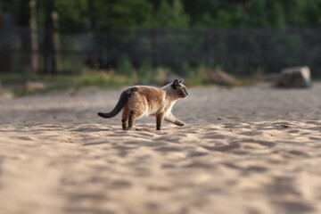 Naklejka na ściany i meble Domestic thai cat walking outdoors on sand beach at summer sunset