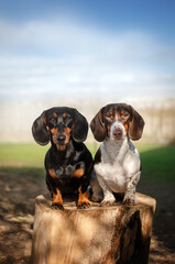 piebald dachshund spring portrait of a pet on a walk