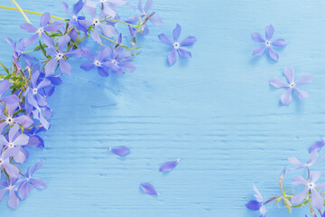 blue periwinkle on old blue wooden background