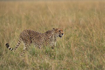 Cheetah walking in the mid of tall grasses, Masai Mara