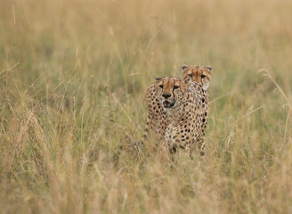 A pair of Cheetah at Masai Mara, Kenya