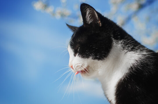 black and white cat outdoors photos of pets in nature