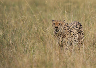 Closeup of a Cheetah walking in the mid of tall grasses, Masai Mara