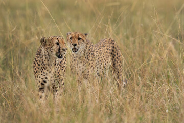 A pair of Cheetah walking in the mid of tall grasses, Masai Mara