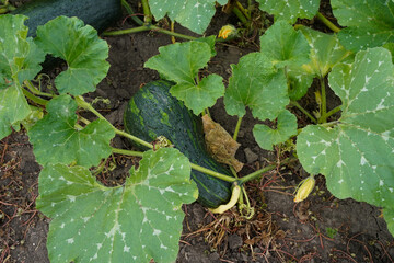 Green striped zucchini with raindrops. ?ourgette in the raindrops. Growing organic zucchini in the vegetable garden