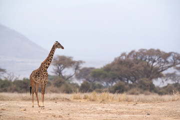 A Giraffe moving in the jungle of Amboseli national park, Kenya